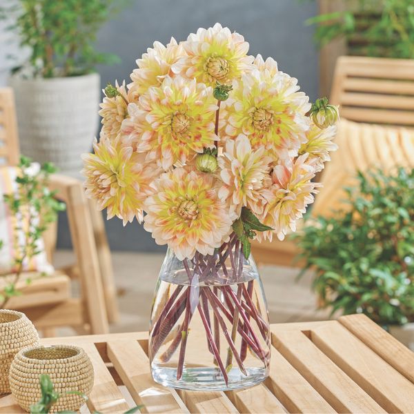 Peaches & Cream® Dahlia Cut Flowers In Vase