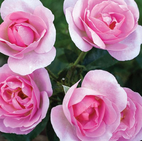 Peachy Knock Out® Rose