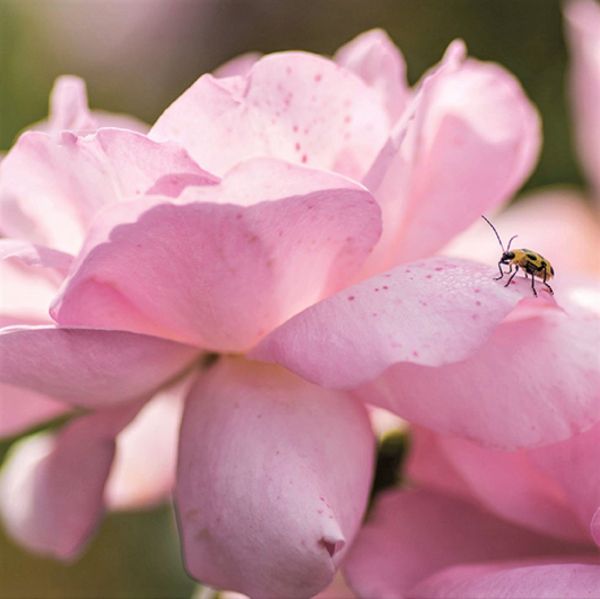 Peachy Knock Out® Rose
