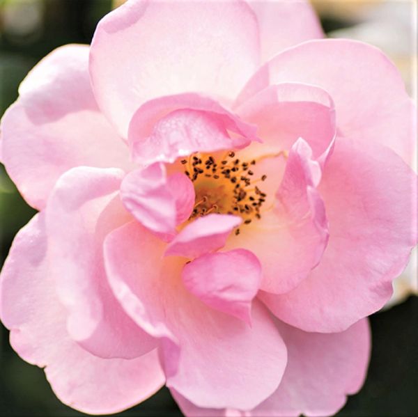 Peachy Knock Out® Rose