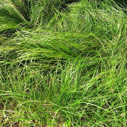 Pennsylvania Sedge Grass (Carex pensylvanica), a perennial featuring yellow flowers and deciduous.