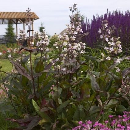 Perennial foliage of Husker Red Penstemon (Penstemon digitalis 'Husker Red') in a garden setting.