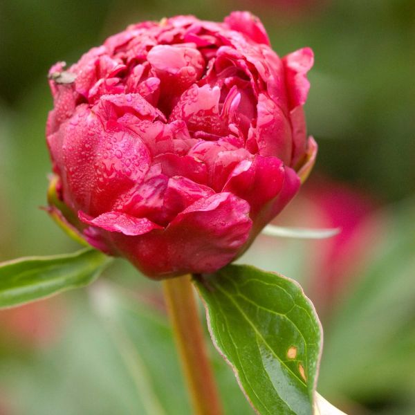 Kansas Peony (Paeonia lactiflora 'Kansas') planted in a residential landscape.