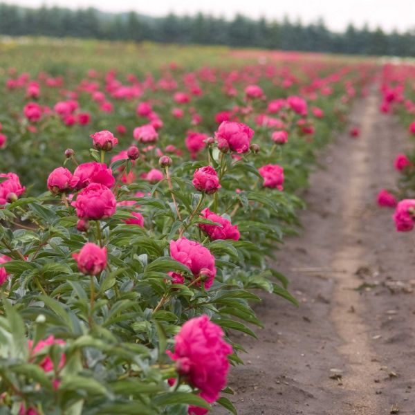 Close-up of red paeonia flowers on Kansas Peony blooming in late spring.