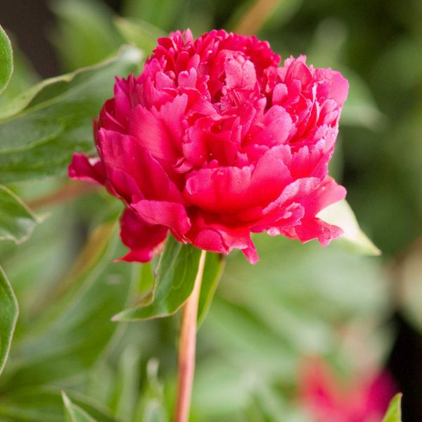 Perennial foliage of Kansas Peony (Paeonia lactiflora 'Kansas') in a garden setting.