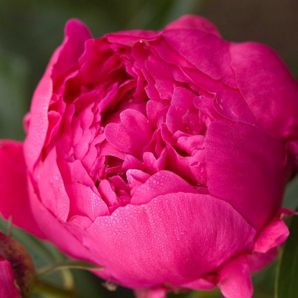Kansas Peony (Paeonia lactiflora 'Kansas') growing in a garden landscape, showing mature perennial form.