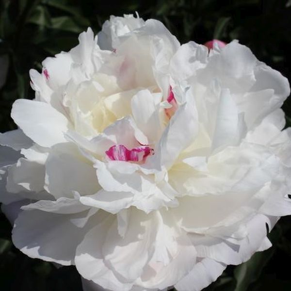 Shirley Temple Peony (Paeonia lactiflora 'Shirley Temple'), a perennial featuring white flowers and perennial.