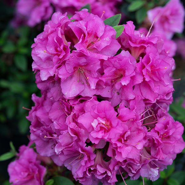 Perfecto Mundo? Double Purple Azalea
