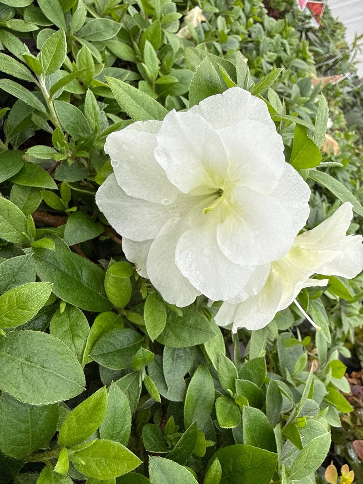 Perfecto Mundo® Double White Azalea displays pristine white double flowers with ruffled petals and pale yellow centers against bright green oval.