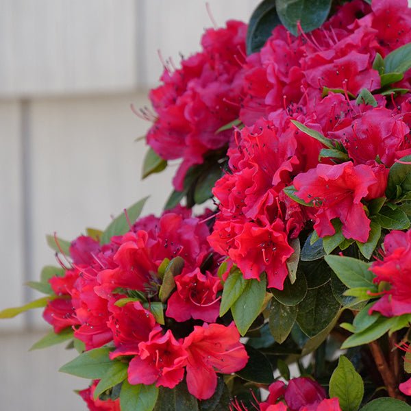 Perfecto Mundo® Red Azalea