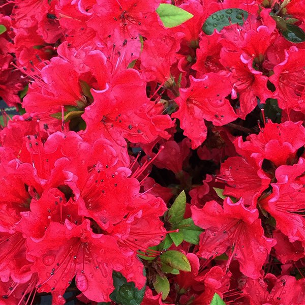 Perfecto Mundo® Red Azalea