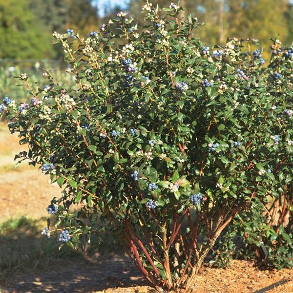 Bushel and Berry® Perpetua® Blueberry Bush