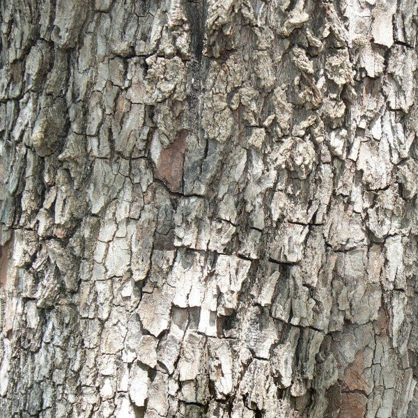 American Persimmon Tree (Diospyros virginiana) growing in a garden landscape, showing mature tree form.