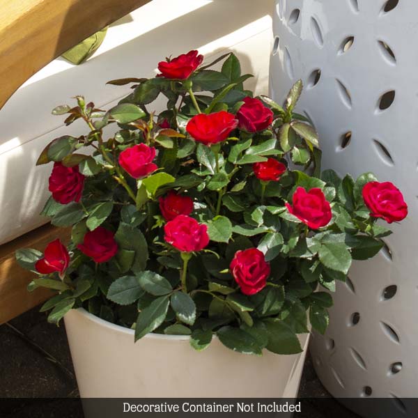 Petite Knock Out® Rose