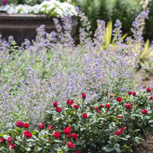 Petite Knock Out® Rose