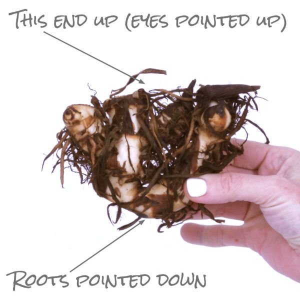 Phaison Canna Lily Which Way