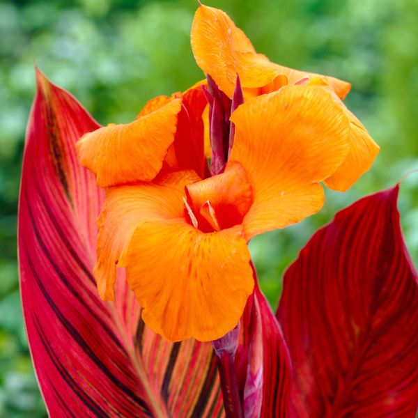 Phaison Canna Lily Bloom