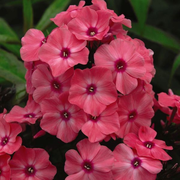 First Editions® Coral Crème Drop™ Phlox