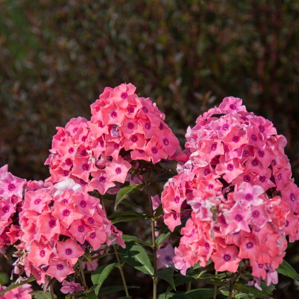 First Editions® Coral Crème Drop™ Phlox