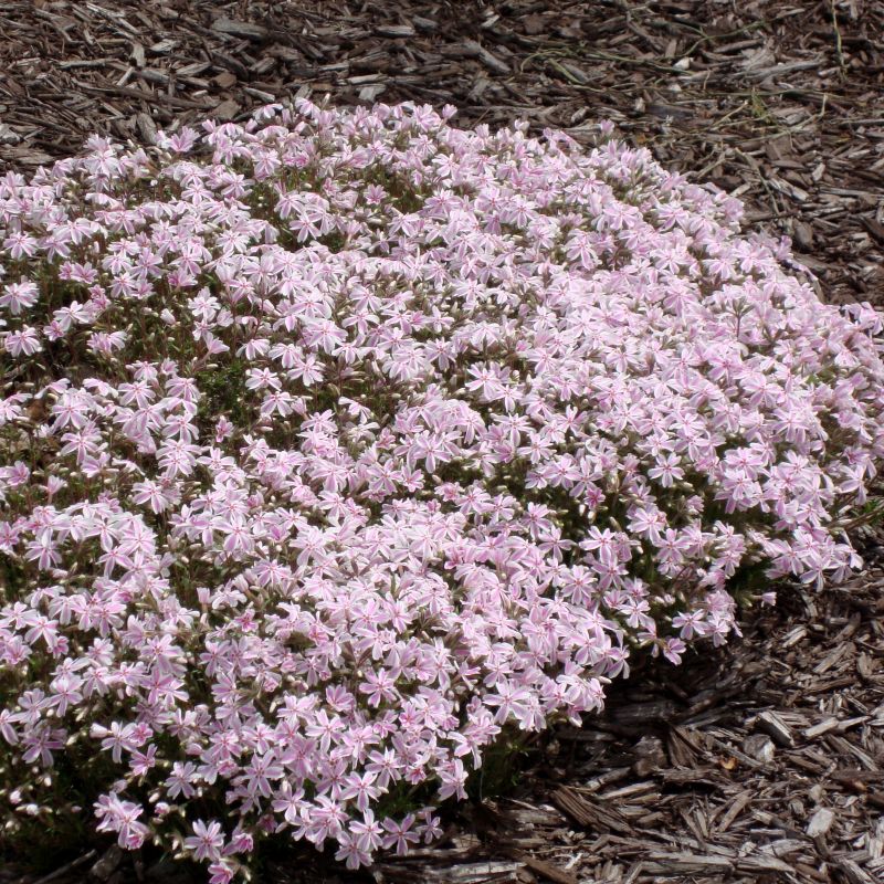 Candy Stripe Creeping Phlox (Phlox subulata 'Candy Stripe'), a perennial featuring pink, white flowers and perennial.