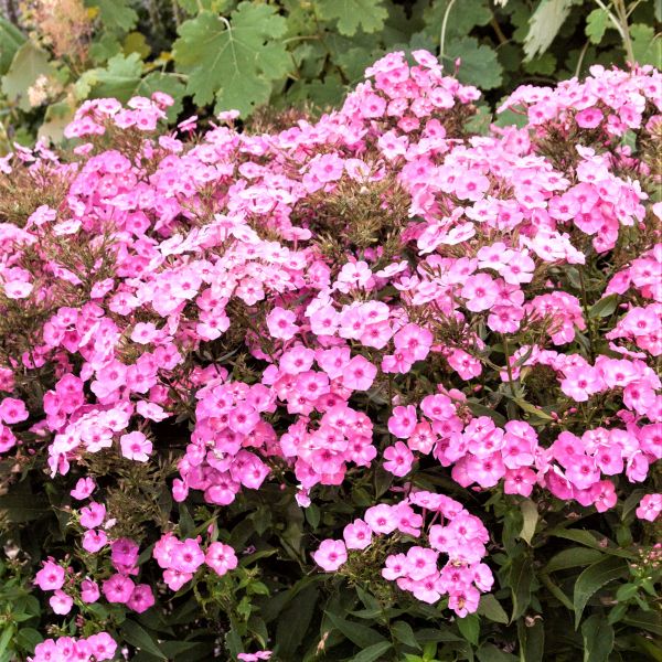 First Editions® Cotton Candy™ Phlox