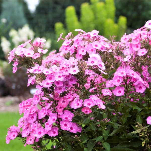 First Editions® Cotton Candy™ Phlox