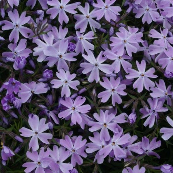 Emerald Blue Creeping Phlox (Phlox subulata 'Emerald Blue') growing in a garden landscape, showing mature perennial form.