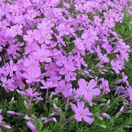 Perennial foliage of Emerald Pink Creeping Phlox (Phlox subulata 'Emerald Pink') in a garden setting.