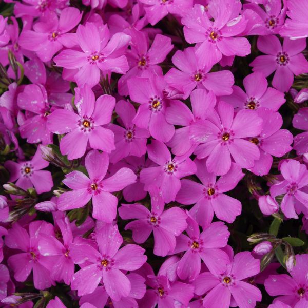 Emerald Pink Creeping Phlox (Phlox subulata 'Emerald Pink') growing in a garden landscape, showing mature perennial form.