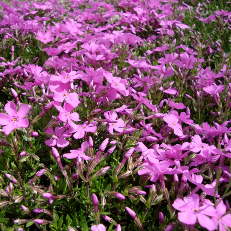 Emerald Pink Creeping Phlox (Phlox subulata 'Emerald Pink'), a perennial featuring pink flowers and perennial.