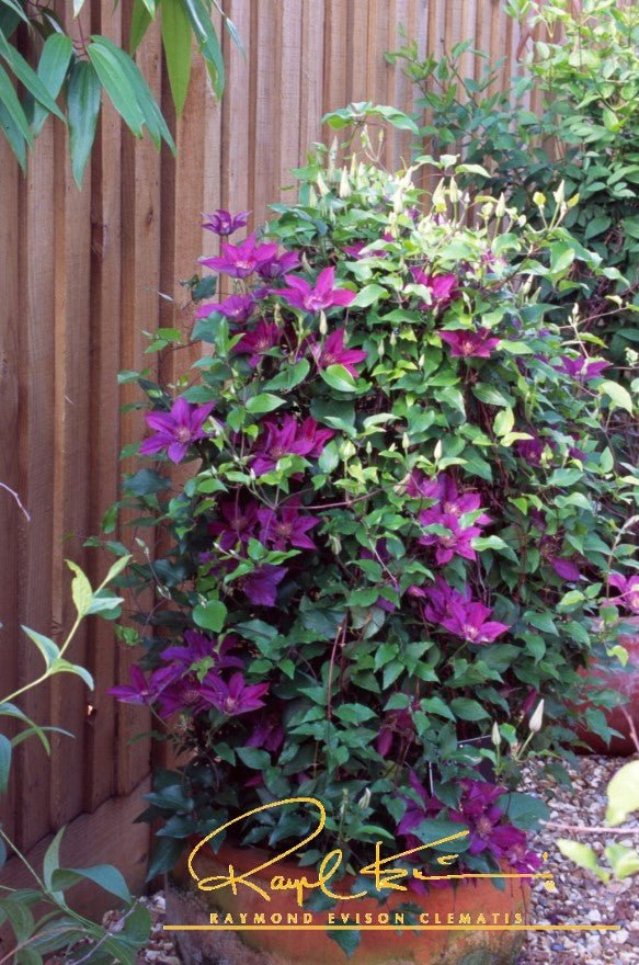 Picardy™ Clematis