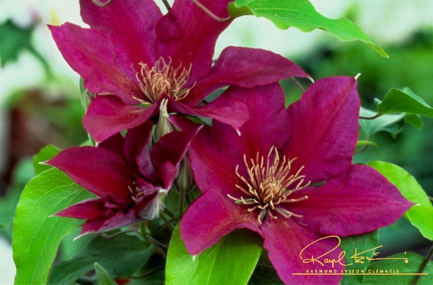 Picardy™ Clematis