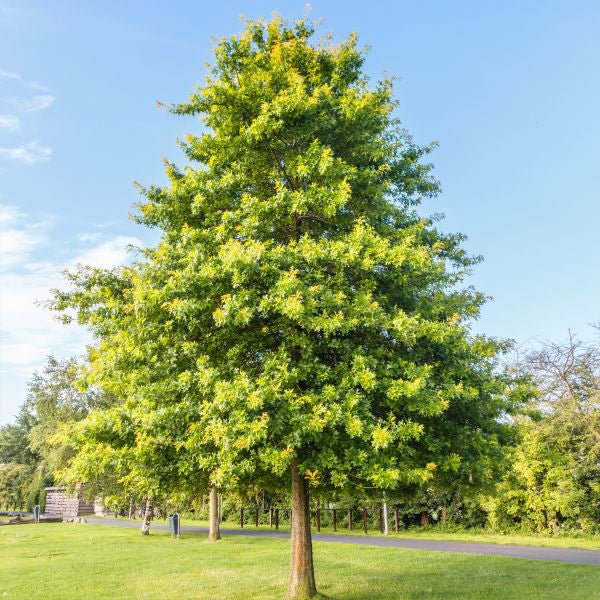 Pin Oak Tree (Quercus palustris), a tree featuring yellow, green flowers and oval, pyramidal form.
