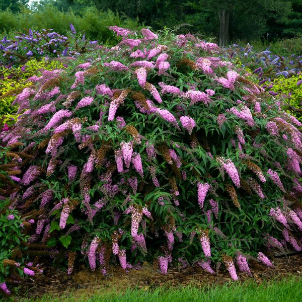 Close-up of pink buddleja flowers on Pink Cascade Butterfly Bush.