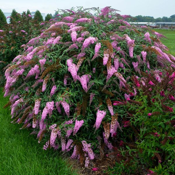 Deciduous foliage of Pink Cascade Butterfly Bush (Buddleja x 'Pink Cascade') in a garden setting.