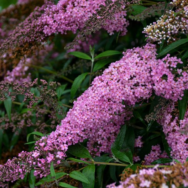 Pink Cascade Butterfly Bush (Buddleja x 'Pink Cascade'), a shrub featuring pink flowers and deciduous.