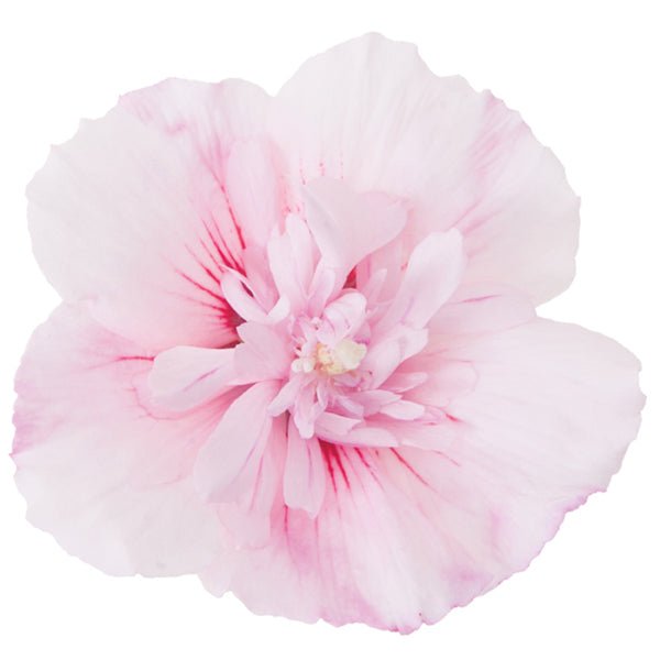 Pink Chiffon® Rose of Sharon Shrub