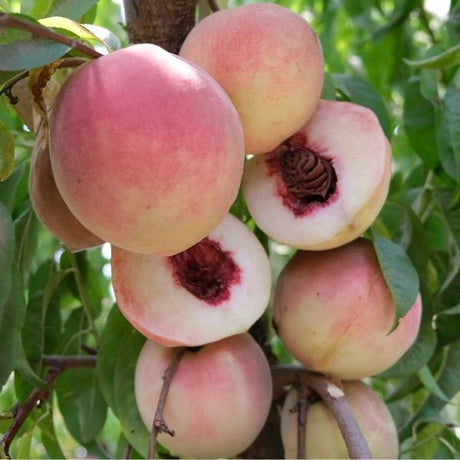 Pink Diamond Peach Tree - Nature Hills Nursery - Paper Pot 4 - 5 Feet -