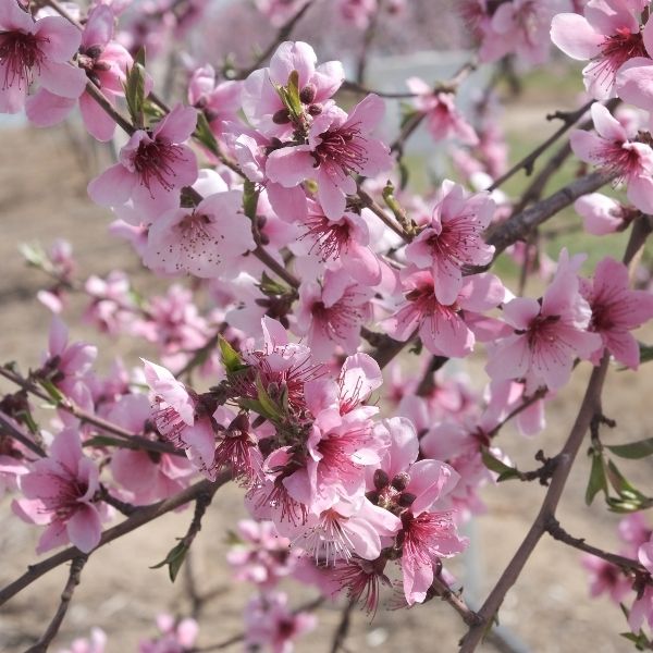 Pink Diamond Peach Tree - Nature Hills Nursery - Paper Pot 4 - 5 Feet -