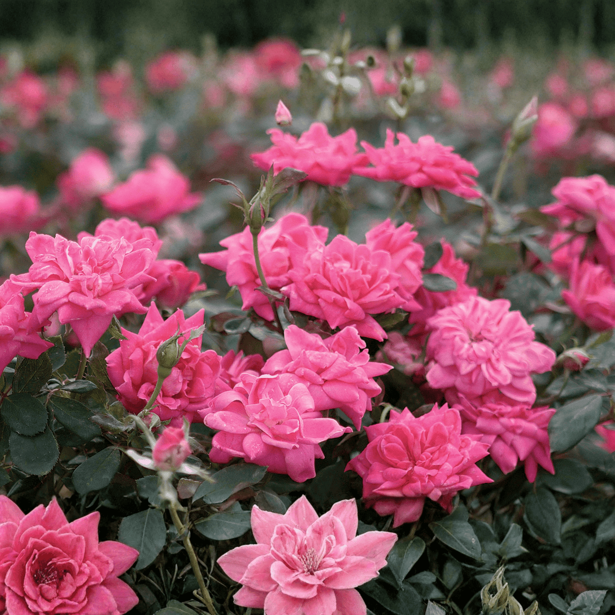 Full Pink Double Knock Out® Rose shrub in a landscape setting, showcasing prolific blooms and disease-resistant green foliage.