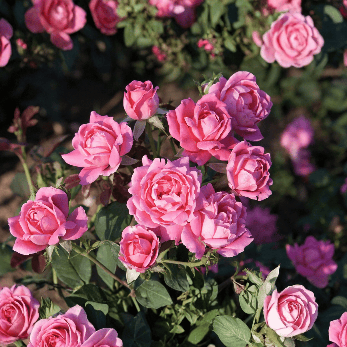 A dense cluster of hot pink Double Knock Out® Roses (Rosa 'Radtkopink') blooming in a mass planting.
