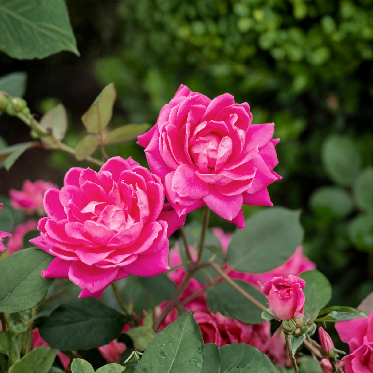 Macro view of Pink Double Knock Out® Rose flowers highlighting the dense double-petal count and vibrant bubblegum pink color.