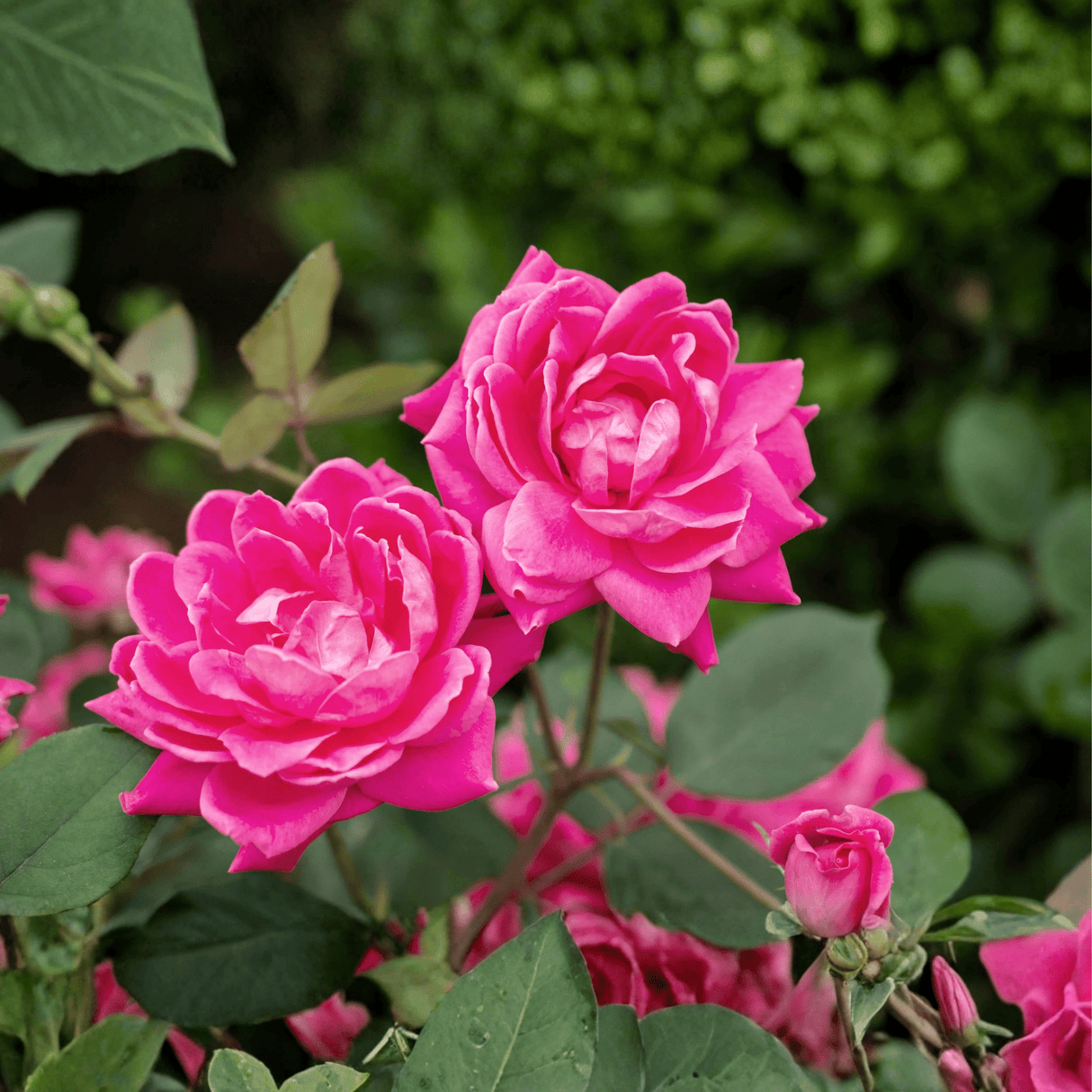 Macro view of Pink Double Knock Out® Rose flowers highlighting the dense double-petal count and vibrant bubblegum pink color.