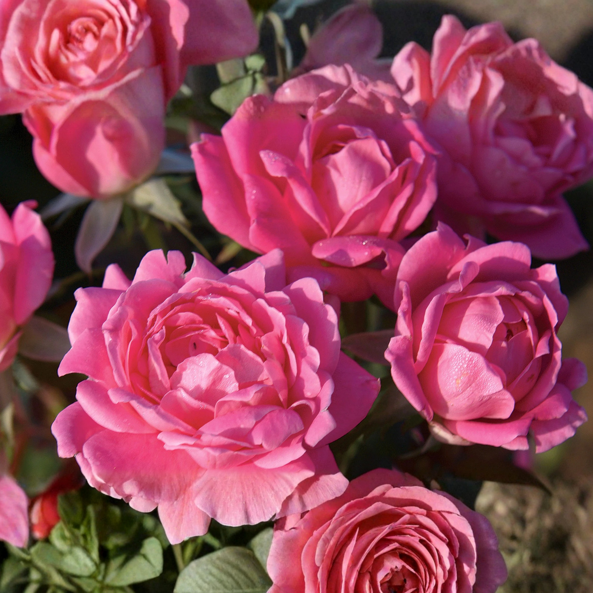 Close-up of two vibrant Pink Double Knock Out® Rose blooms showing their classic double petal structure against dark green foliage.
