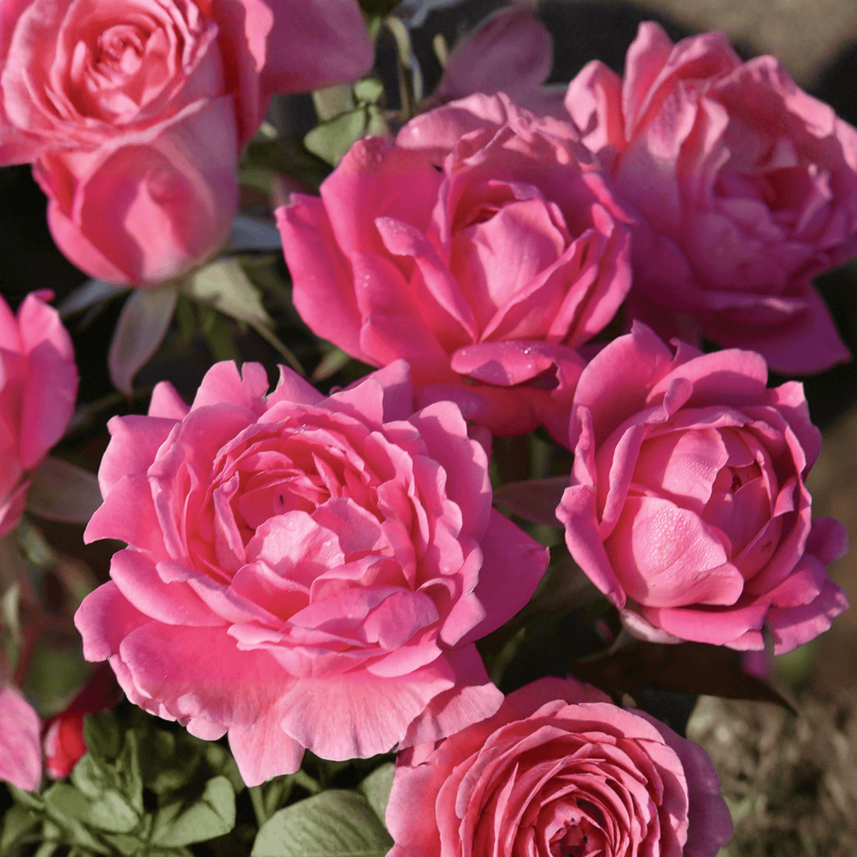 Close-up of two vibrant Pink Double Knock Out® Rose blooms showing their classic double petal structure against dark green foliage.