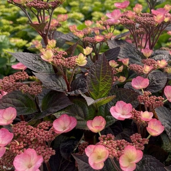 Pink Dynamo™ Mountain Hydrangea - Nature Hills Nursery - #3 Container -