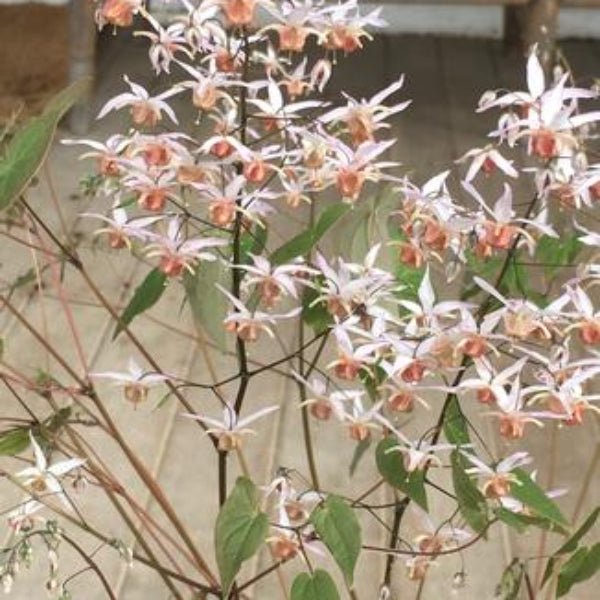 Pink Elf Barrenwort - Perennial - Nature Hills Nursery - 1 Container -