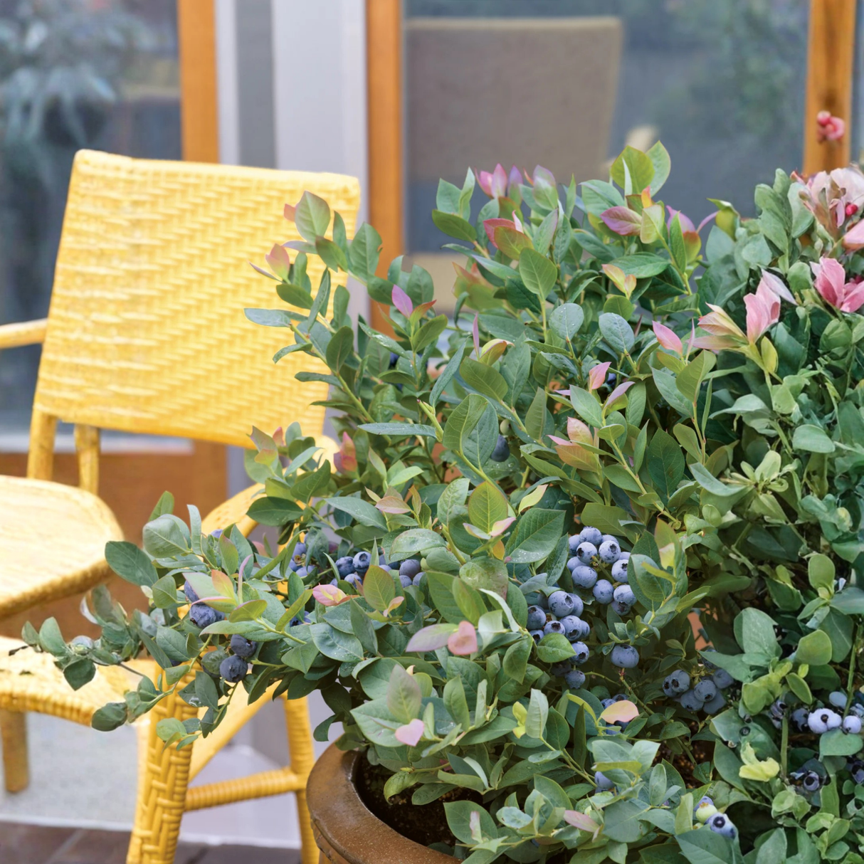 Pink Icing® Blueberry Bush