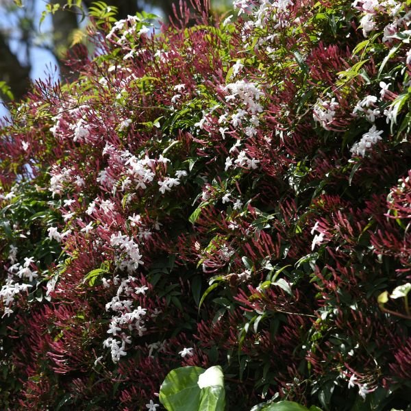 Pink Jasmine - Nature Hills Nursery - #5 Container -