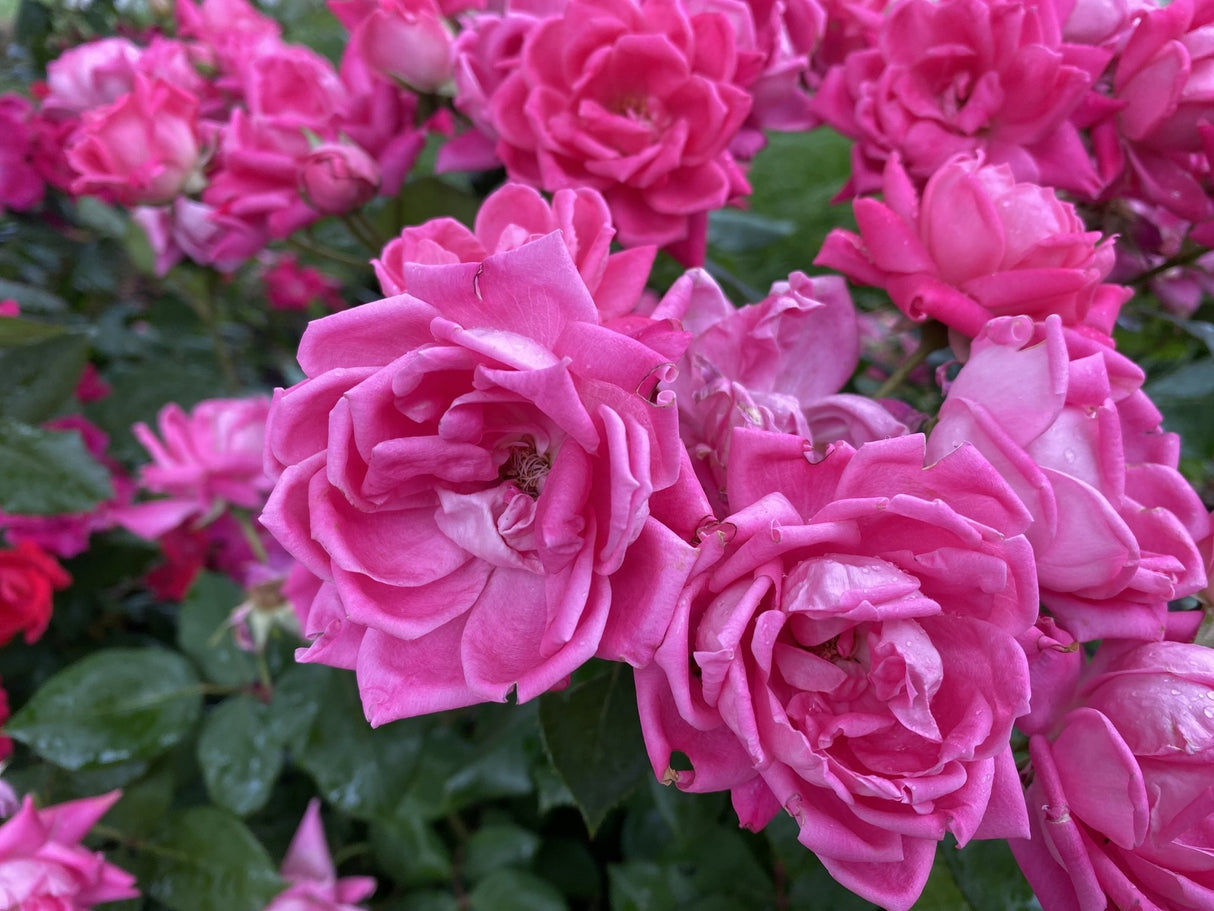 Pink Miracle on the Hudson™ Rose - Bush - Nature Hills Nursery - 3 Container -